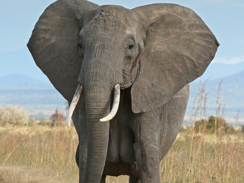 African Elephant