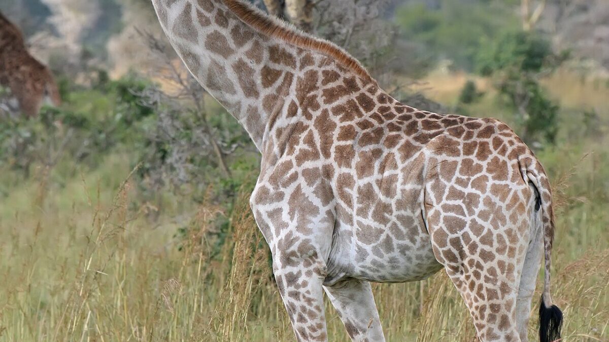 Reticulated Giraffe