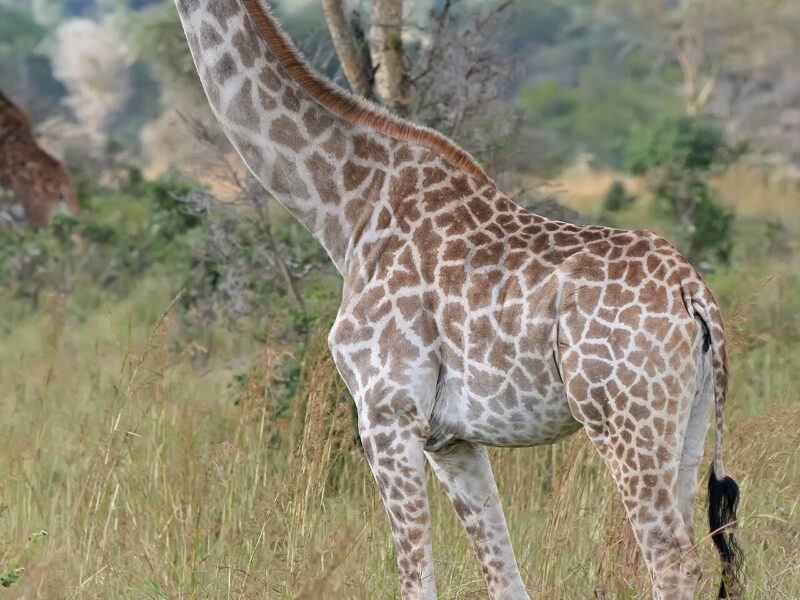 Reticulated Giraffe