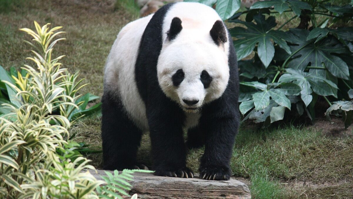How we keep our pandas busy
