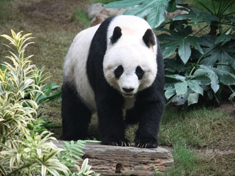 Giant Panda