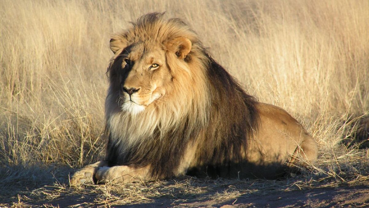Summer Night Safari returns this July
