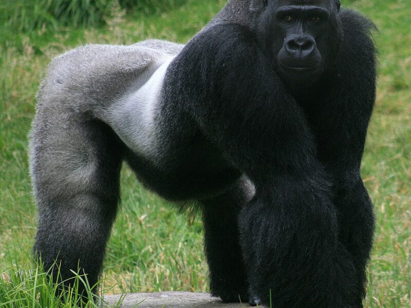 Western Gorilla