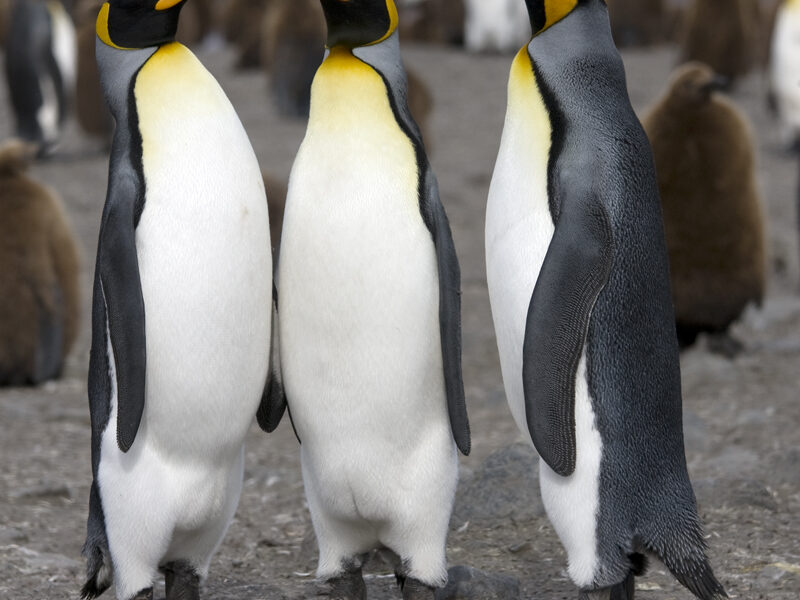 King Penguin