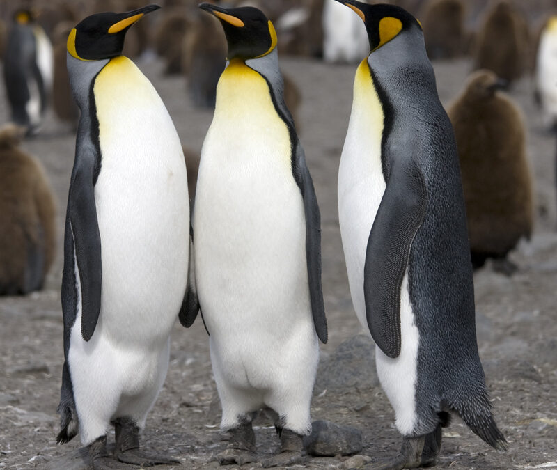 King Penguin