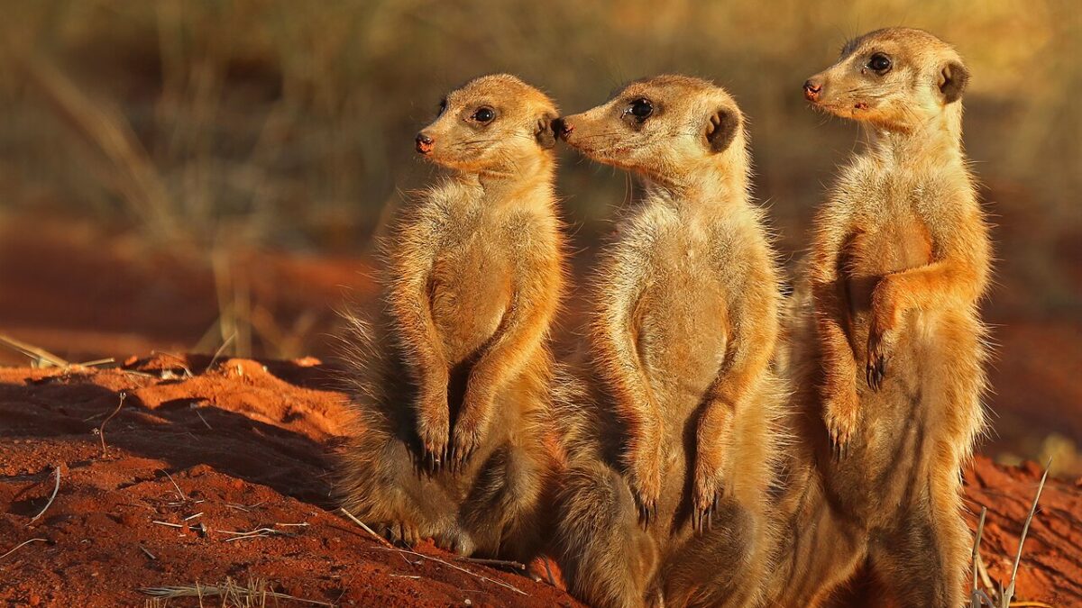 Meerkat