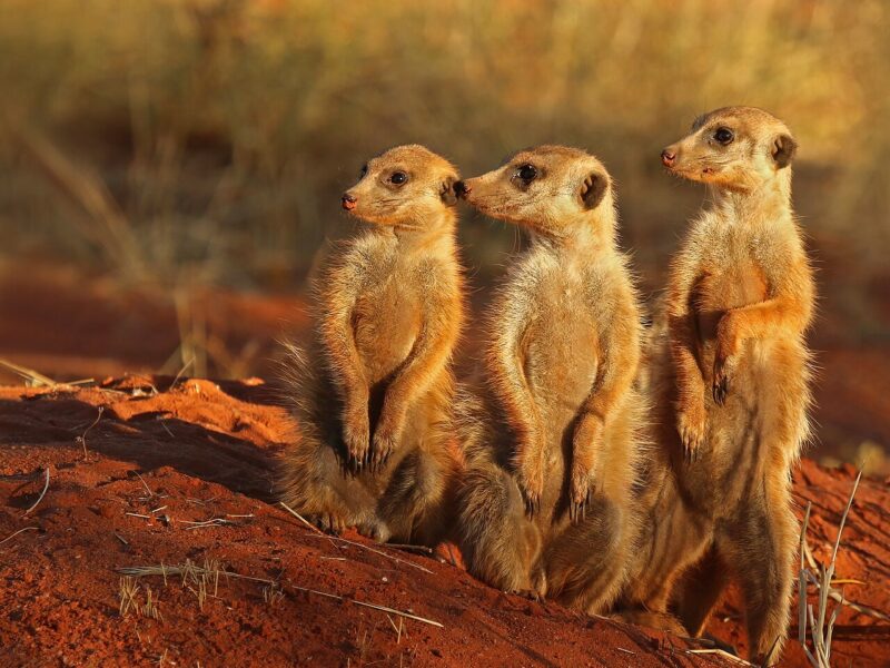 Meerkat
