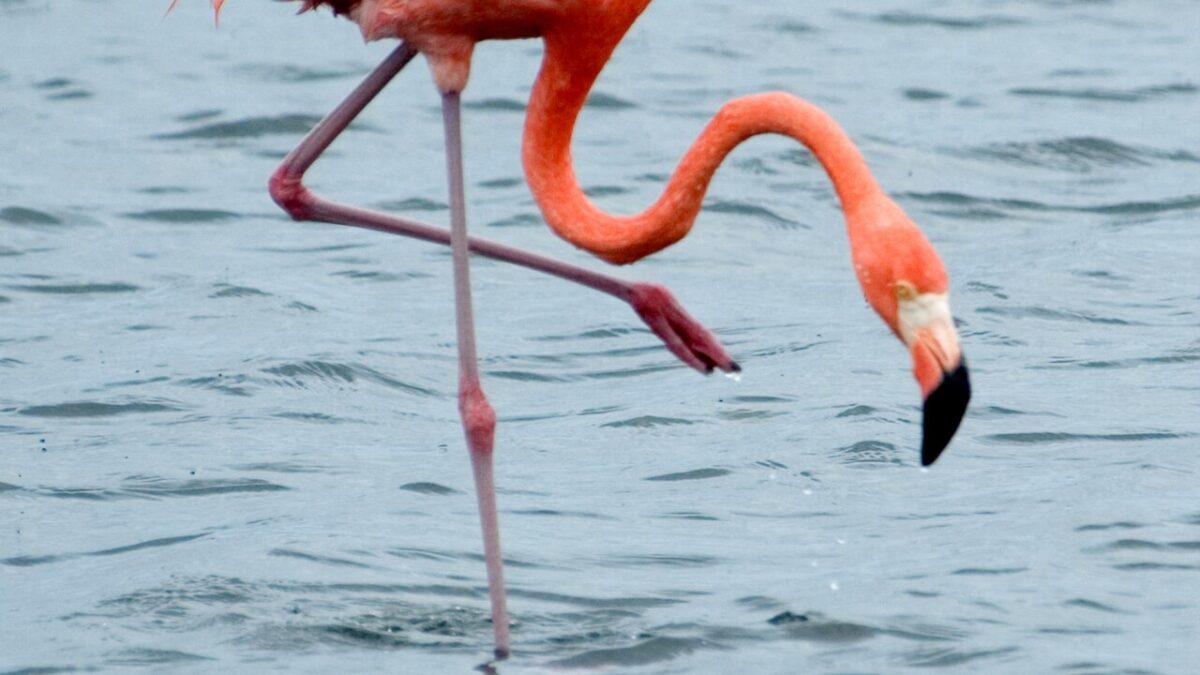 Caribbean Flamingo