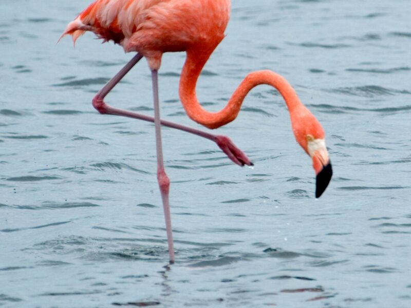 Caribbean Flamingo