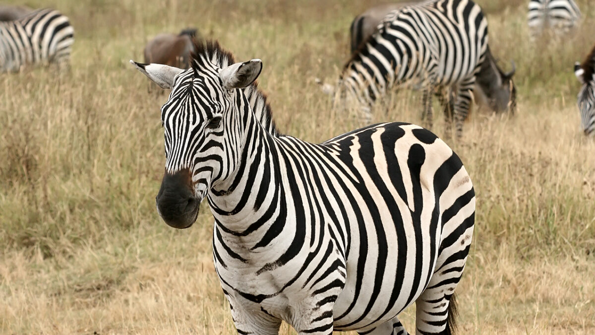Plains Zebra