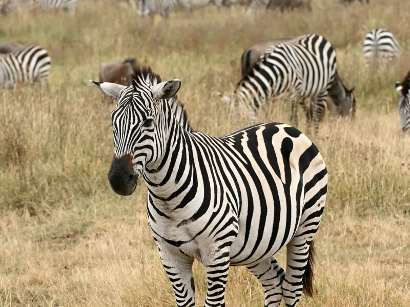Plains Zebra
