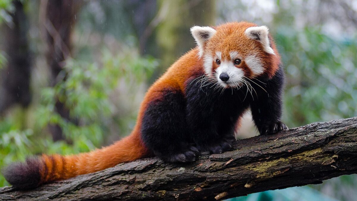 Meet our new red panda cubs