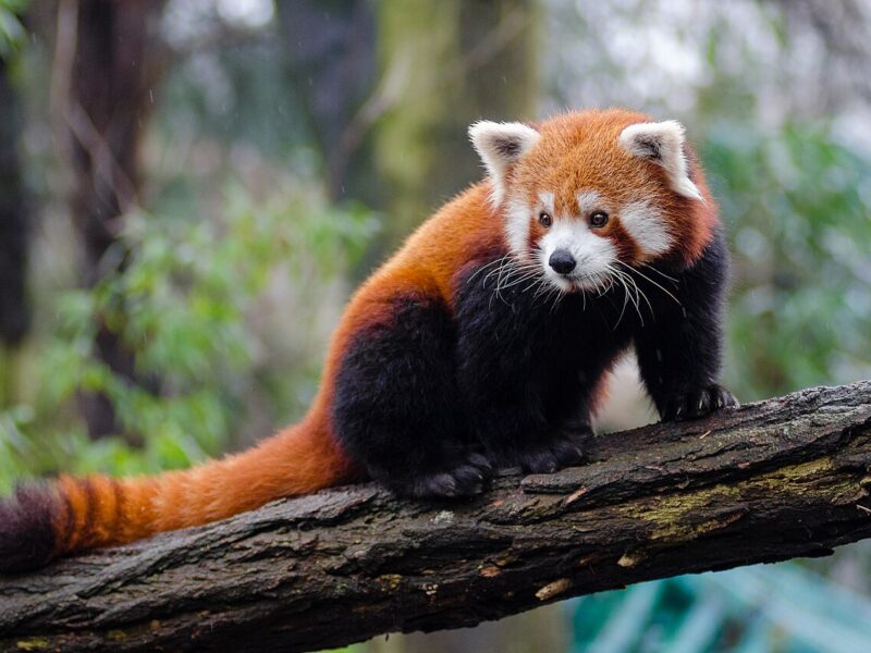 Red Panda