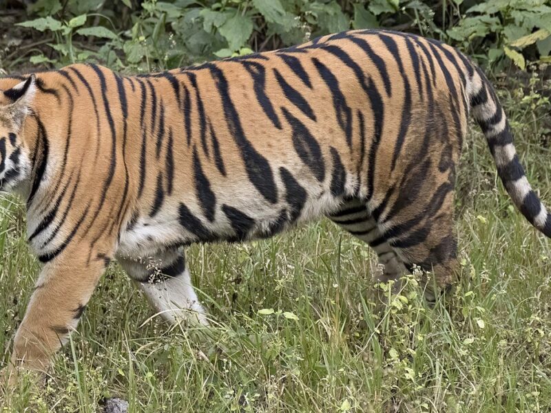 Bengal Tiger